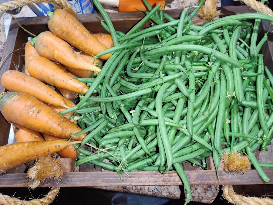harvest carrots beans