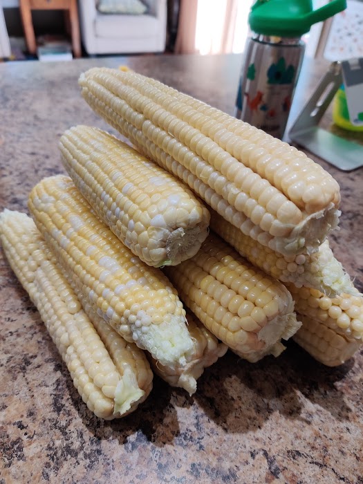 harvest corn 1