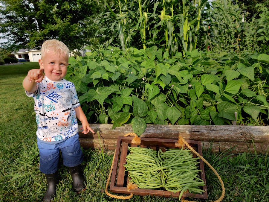 early aug beans