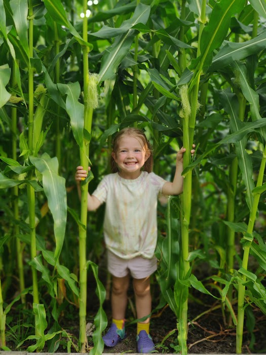 early aug corn