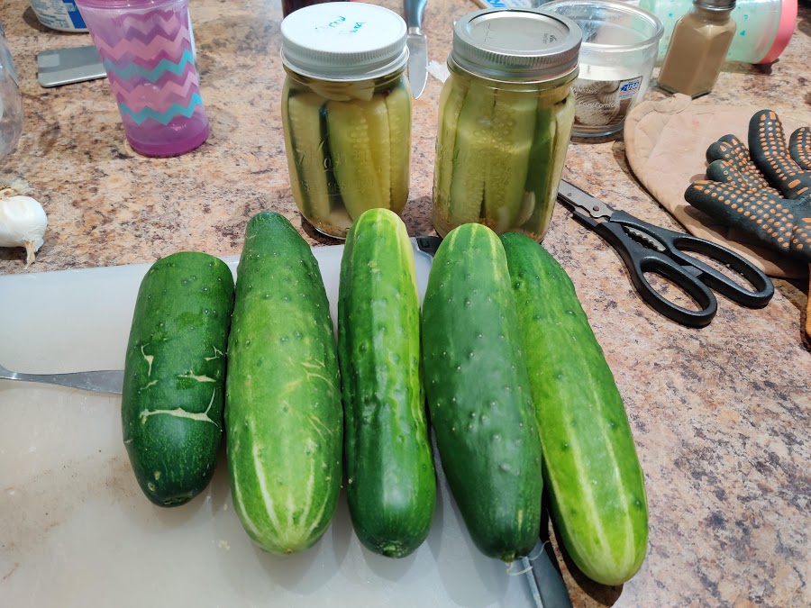 early aug cucumbers