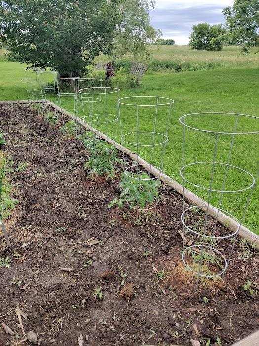 post vacation tomatoes