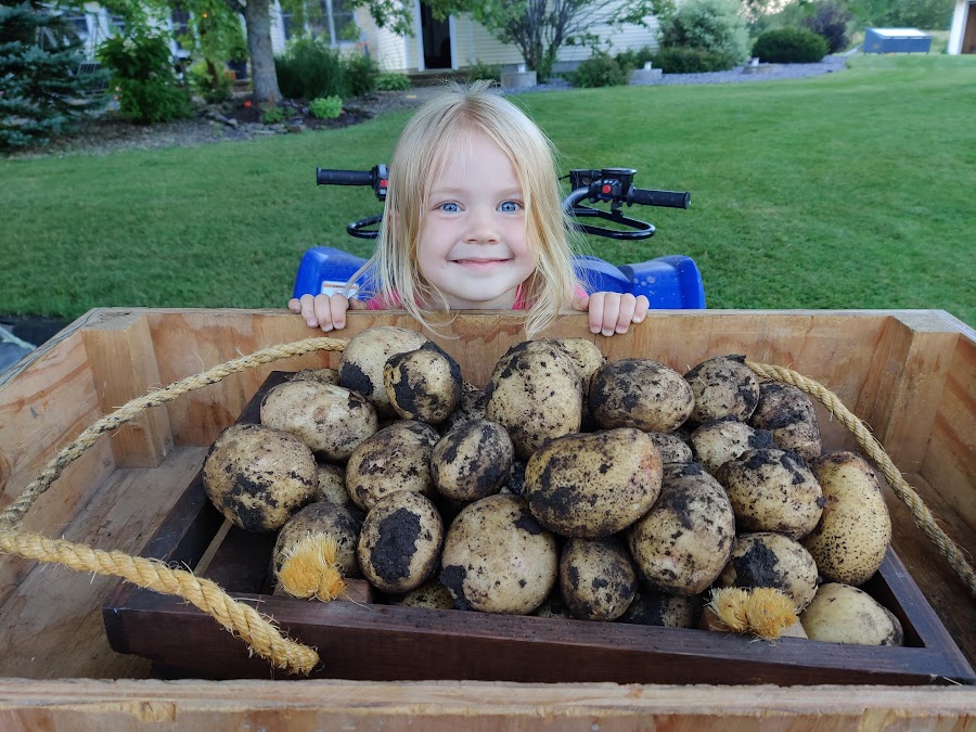 potato harvest