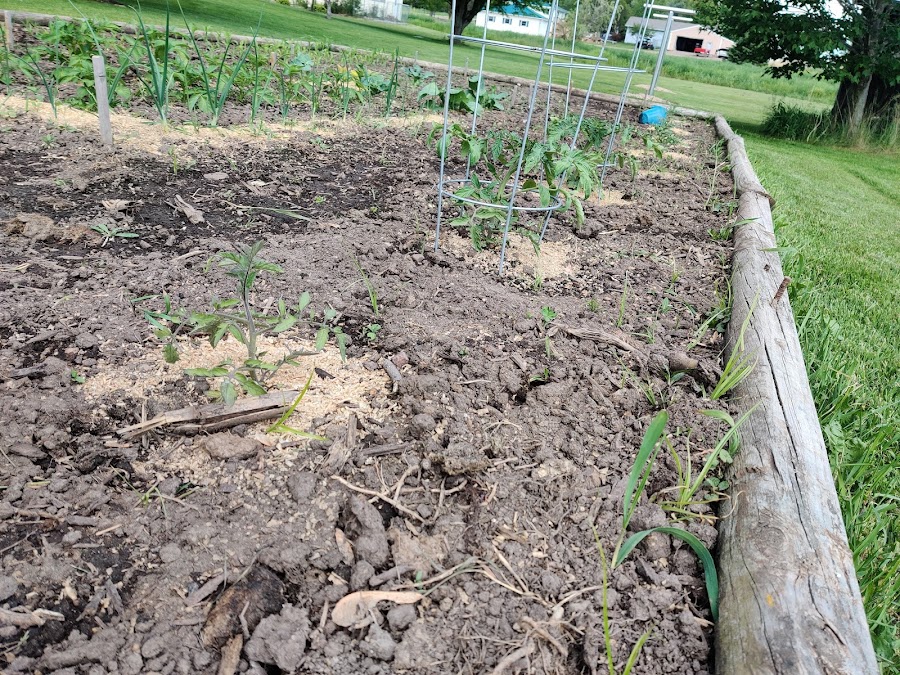 pre vacation tomatoes