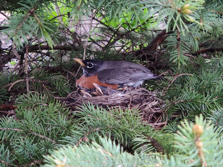 robin nest 1