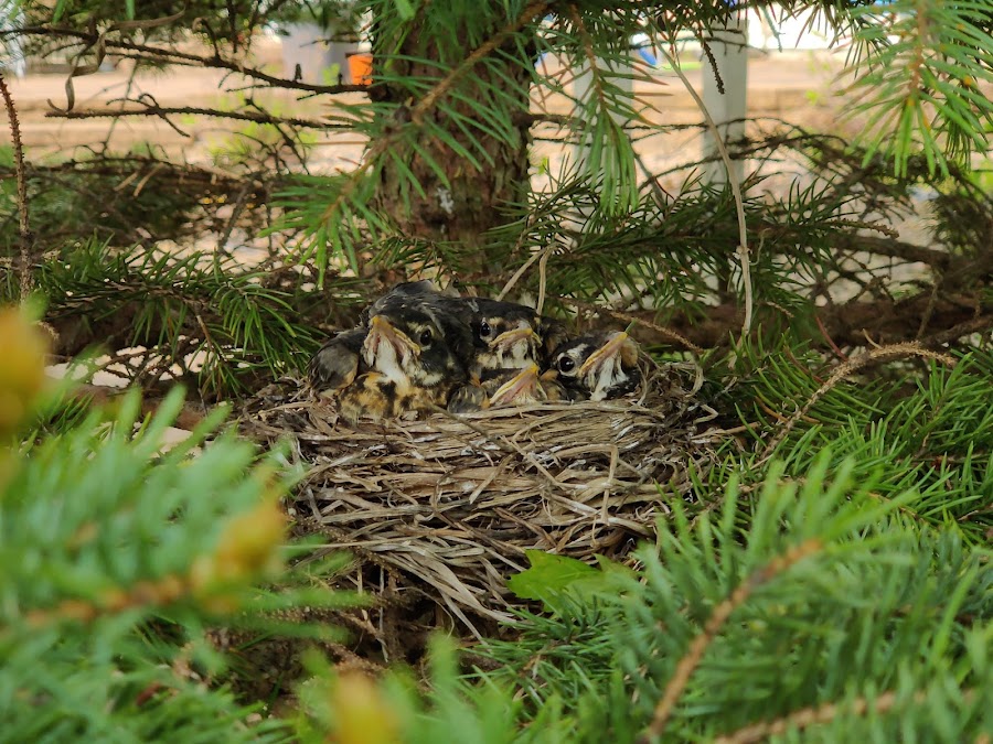 robin nest 2